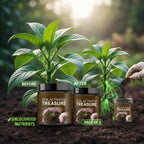 Soil Activated Treasure